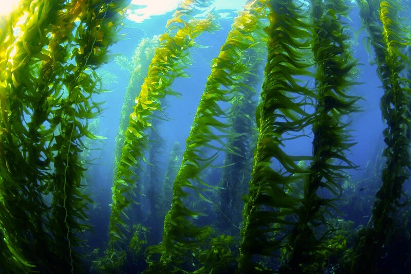 kelp