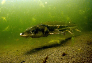sturgeon